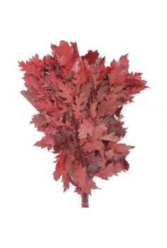 QUERCUS preservado 70cm...