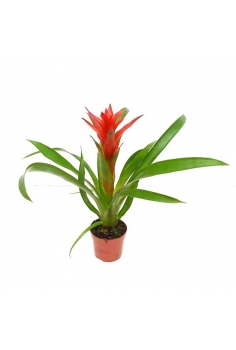 GUZMANIA ROJA C-9 (alt:...