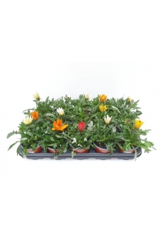 GAZANIA MIX C-11 (15cm)...