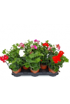 GERANIO HIEDRA MIX C-13...