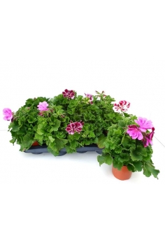 GERANIO PENSAMIENTO C-14...