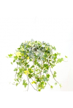 HEDERA GOLD CHILD C-19...