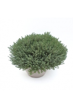 THYMUS VULGARE T-25 (diam:...
