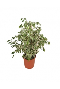 FICUS BENJAMINA STARLIGHT...