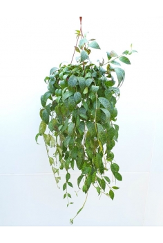 AECHYNANTHUS MARMORATUS...