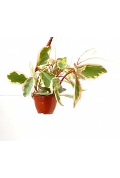 PEPEROMIA RED.C C-15 (30cm)...