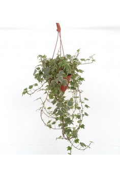 HEDERA MATIZADA C-15 (alt:...