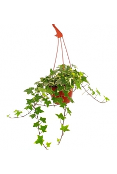 HEDERA MATIZADA.A C-15...