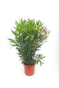 ADELFA ROSA 10L (alt:...