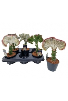 EUPHORBIA LACTEA 'CRISTATA'...