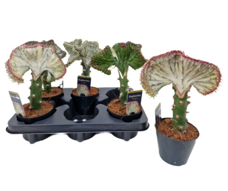 EUPHORBIA LACTEA 'CRISTATA' C-10.5... EUPHORBIA LACTEA 'CRISTATA' C-10.5...