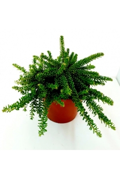 GREVILLEA IAN 3L (20-25cm)...