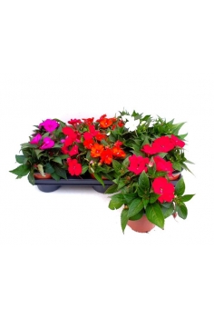 GUINEANA MIX C-13 (25cm)...