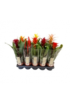 GUZMANIA MIX C-12 (alt: 40cm)