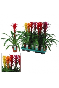 GUZMANIA XXL MIX C-13 (alt:...