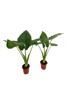 MARQUESA CALIDORA C-17...