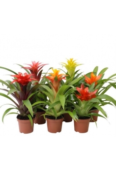 GUZMANIA MIX C-9 (alt:...
