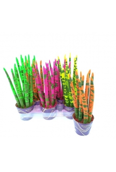 SANSEVIERIA CYLINDRICA...