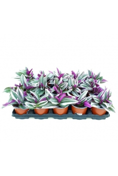 TRADESCANTIA NANOUK C-11...