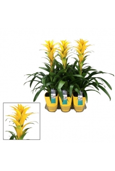 GUZMANIA CERÁMICA AMARILLA...
