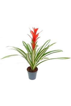 GUZMANIA BANDERA C-14 (alt:...