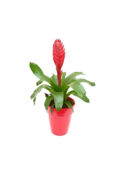 VRIESIA CERÁMICA ROJA C-14...