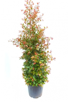 EUGENIA MYRTIFOLIA 25L...