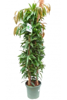 FICUS ALI C-40 (225cm)...