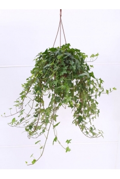 HEDERA VERDE C-15 (alt:...