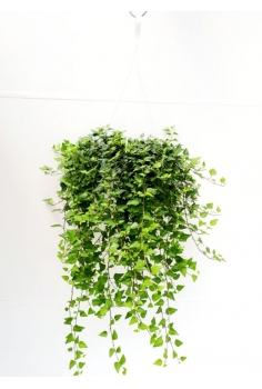 HEDERA VERDE C-19 (40cm)...