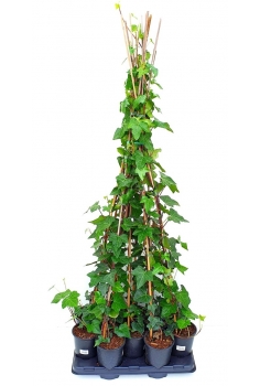 HEDERA HELIX VERDE 1L (caña...