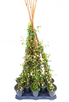 HEDERA CAÑA ORO 1L (120cm)...