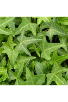 HEDERA SAGITIFOLIA 1L (pata...