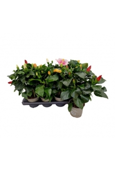 HIBISCUS MIX C-14 (35-40cm)...
