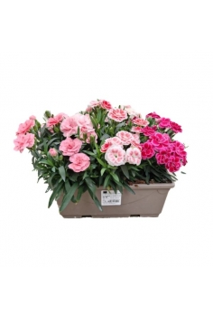 CLAVEL CARYOPHYLLUS...