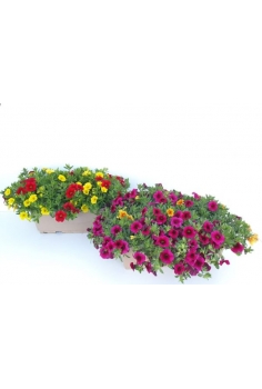 CALIBRACHOA BICOLOR JARD-40...