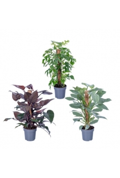 PHILODENDRON TUTOR MIXED...