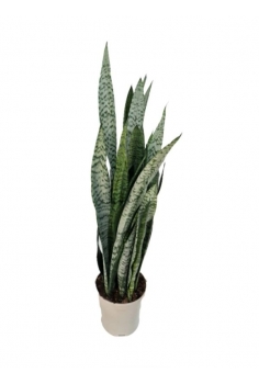 SANSEVIERIA VERDE 4L (alt:...