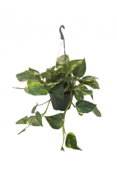 POTHOS EXTRA C-15 (tiesto...