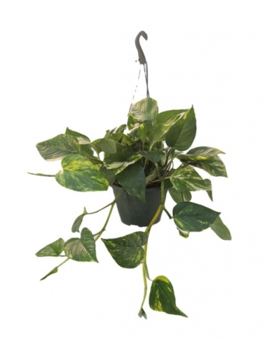 POTHOS EXTRA C-15 (tiesto verde)...