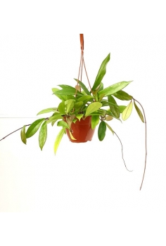 HOYA MEMORIA C-15...