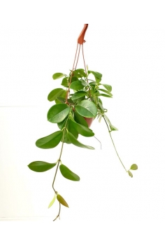 HOYA CARNOSA GREEN C-15...