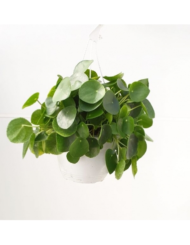 PILEA PEPEROMIOIDES EXTRA C-23...