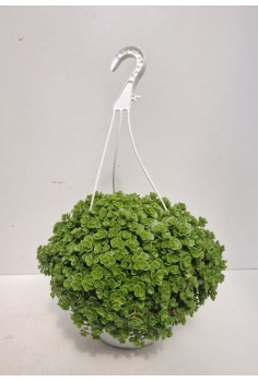 SEDUM EXTRA C-22 (colgador)...