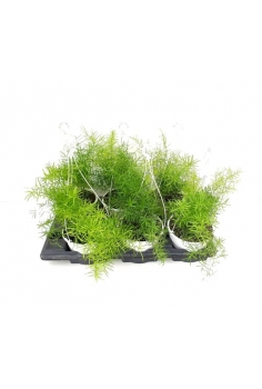 ESPARRAGUERA COLGADOR C-15...