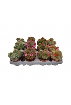 CACTUS FLOR NATURAL MIX...