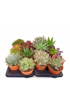 CRASAS MIX C-17 (25cm)...