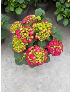 HORTENSIA MIX C-23 (7...
