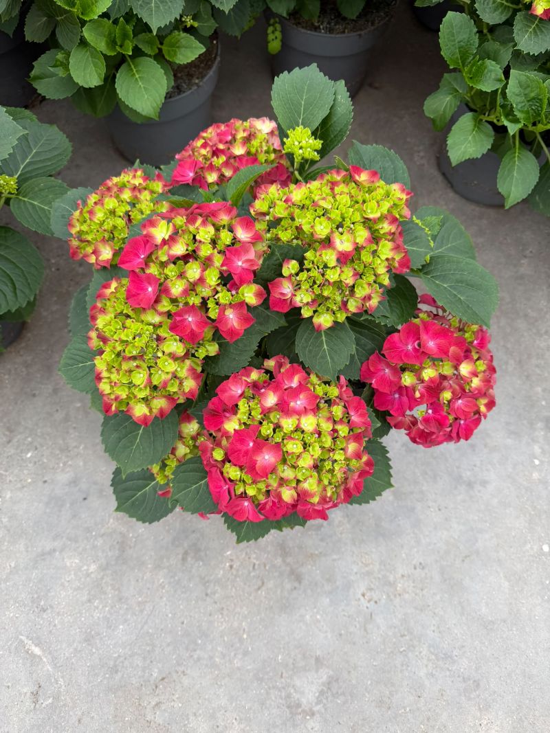 HORTENSIA MIX C-23 (7 flores+ / alt:...