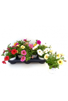 PETCHOA MIX C-13 (20cm)...